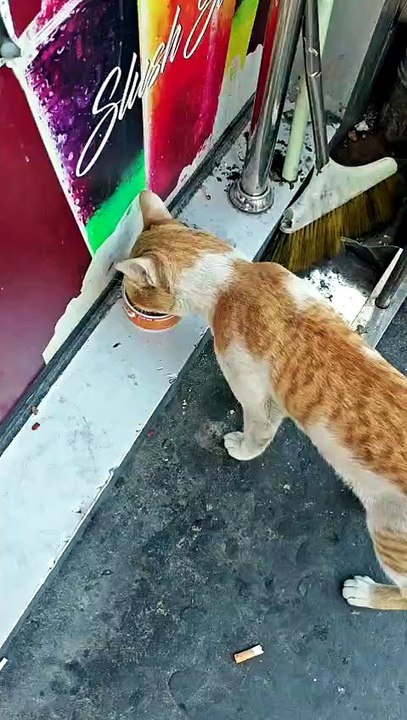 Stray Cat Having Food