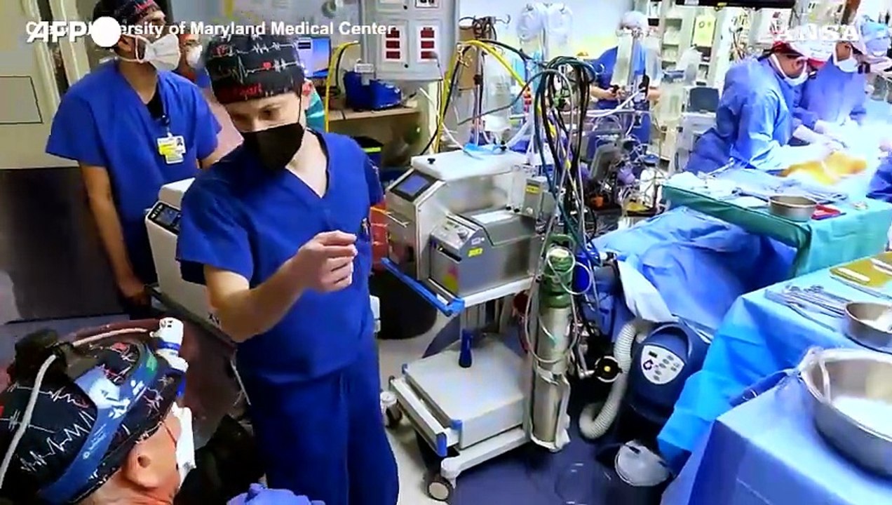 Cuore maiale geneticamente modificato batte per la prima volta in un uomo