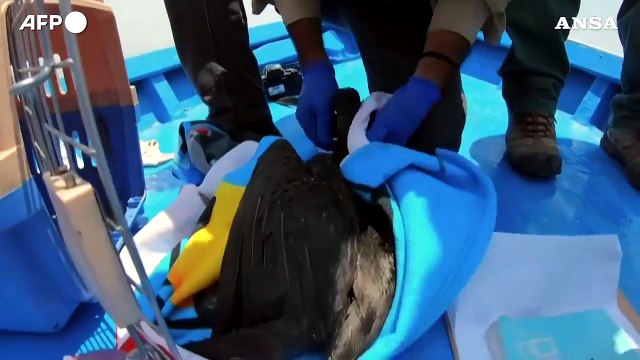 Peru', strage di uccelli dopo la fuoriuscita di petrolio seguita all'eruzione di Tonga