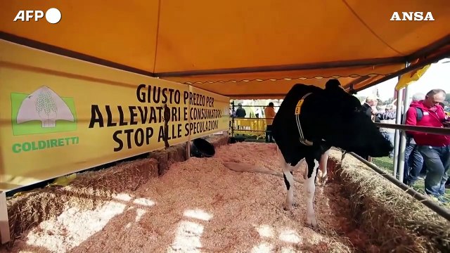 Quote latte, la Corte di giustizia Ue da' ragione agli allevatori sulle multe