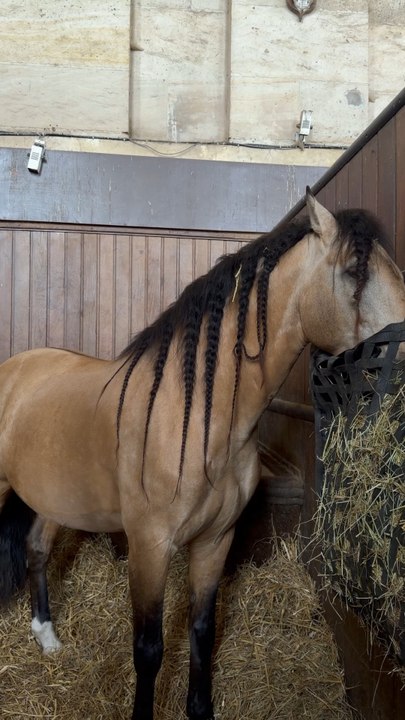 Beautiful horse ! 🐴