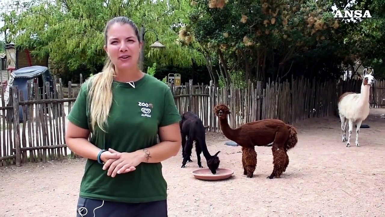 Fiocco rosa al bioparco Zoom di Torino, e' nato un piccolo di alpaca