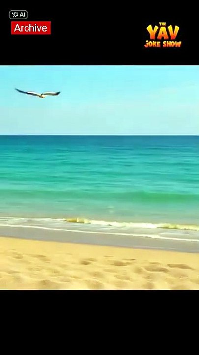 🏖️ L’enfer caché des souvenirs de vacances… #shorts #beach #seagull
