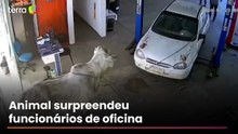 Vídeos mostram boi invadindo oficina mecânica após carreta tombar em MG
