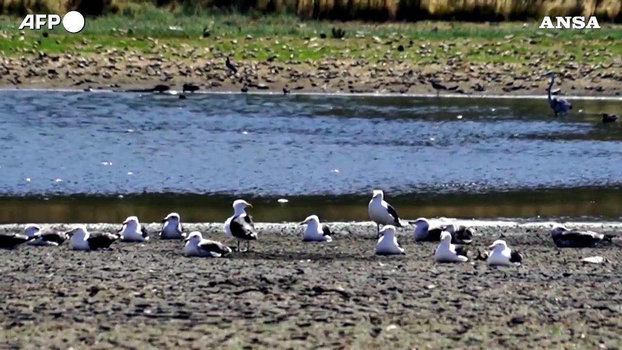 Cile, il lago e' colpito dalla siccita': gli avvoltoi piombano sulle carpe spiaggiate
