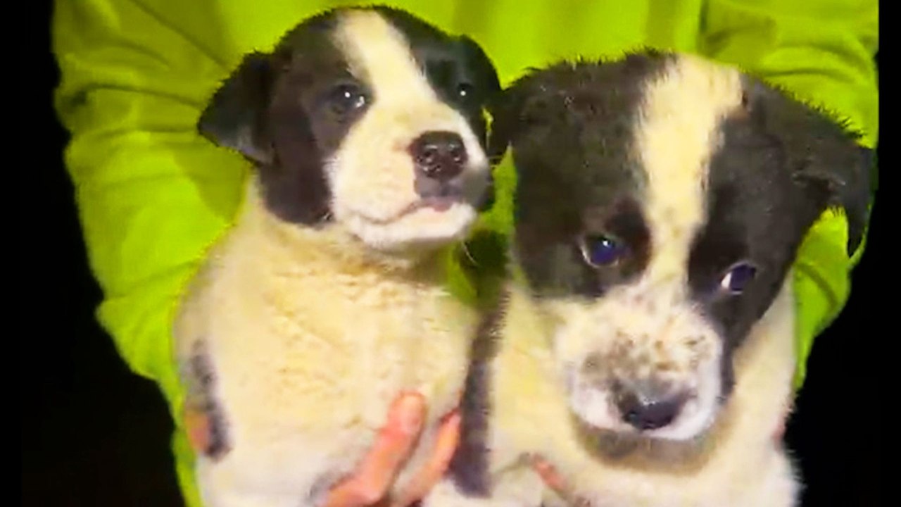 Rescuer Finds A Box Of Puppies Then Goes Back For Mama