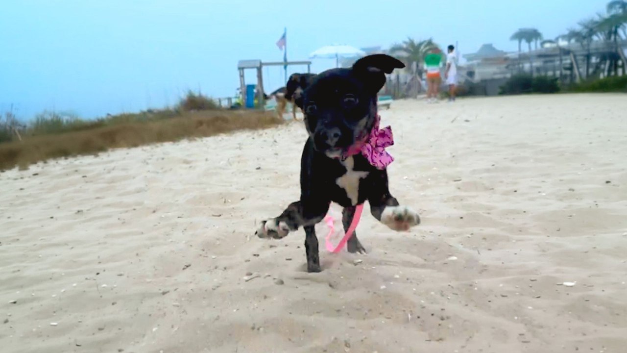 10-Pound Puppy Gets Fostered By German Shepherds