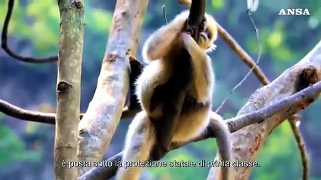 Cina: avvistati in una riserva cuccioli di rinopiteco dorato