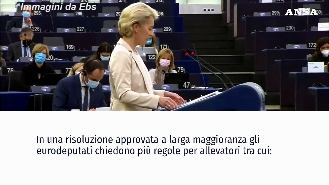 Dal Parlamento europeo nuove regole per proteggere i diritti degli animali durante il trasporto