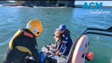 Dog rescued after it was swept into ocean in Batemans Bay
