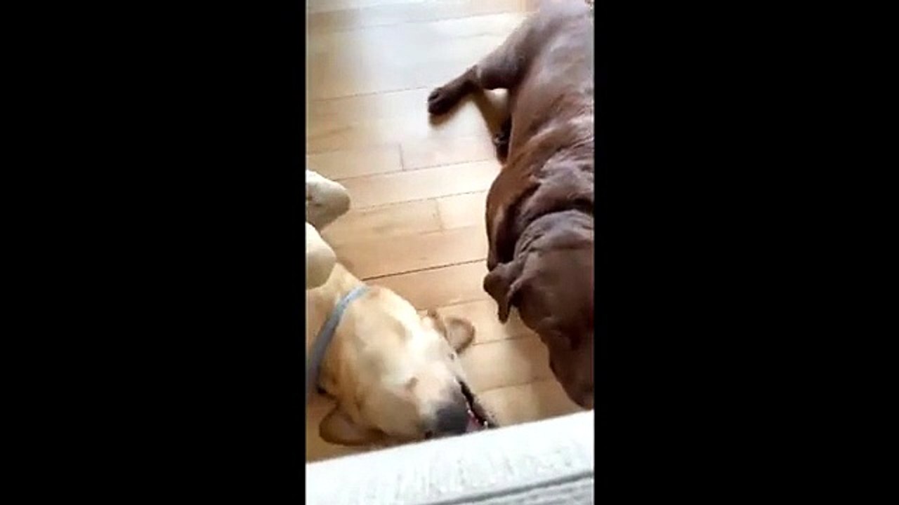 Cani Per Aldo