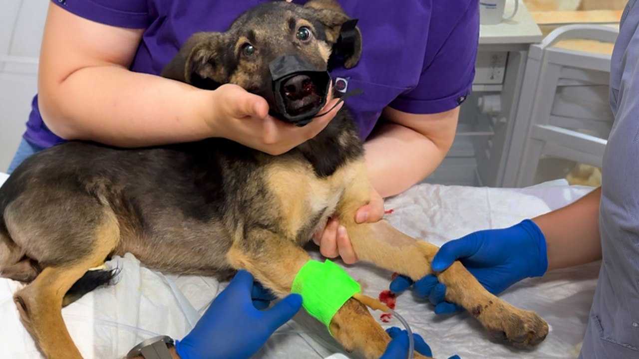 Hurt Puppy Scared To Be Touched Finally Asks For Pets