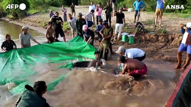 Cambogia, pescato il pesce d'acqua dolce piu' grande del mondo nel fiume Mekong