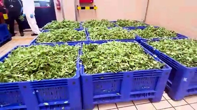 Barilla 30 Anni Di Pesto