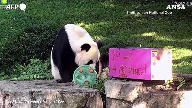 Buon compleanno Mei Xiang: panda compie 24 anni e festeggia allo zoo