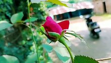 Surah_Yaseen_Surah_Ar_Rahman___Best_Qur_an_Recitation___Surah_Yasin_full___Surah_Mulk_Tilawat(360p)(5)