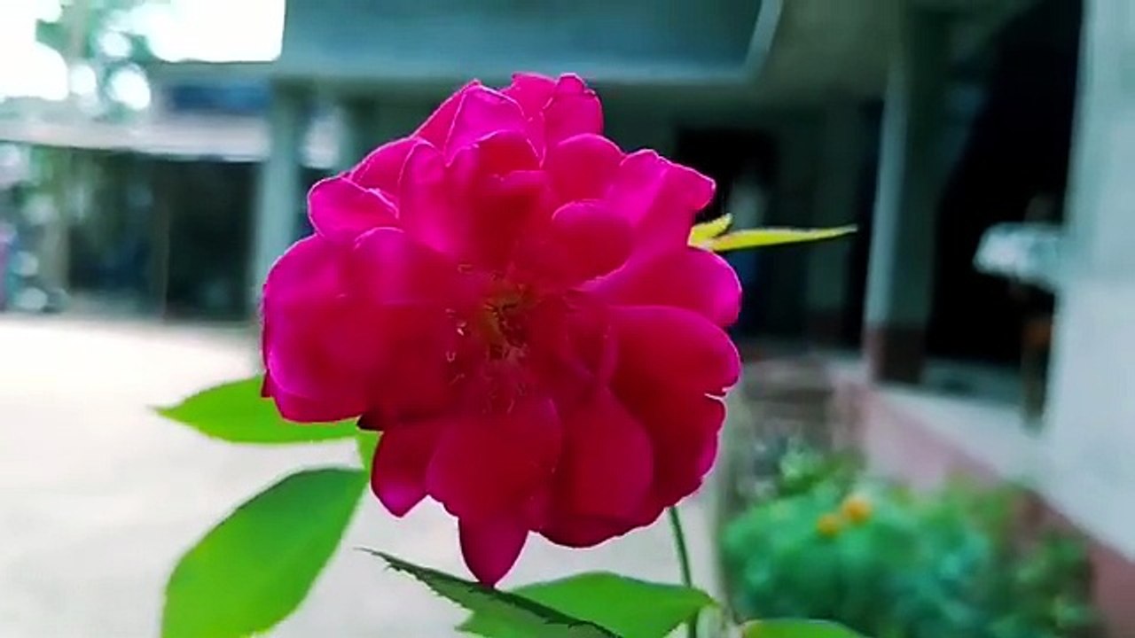 Surah_Yaseen_Surah_Ar_Rahman___Best_Qur_an_Recitation___Surah_Yasin_full_l_Surah_Mulk_Tilawat(360p)