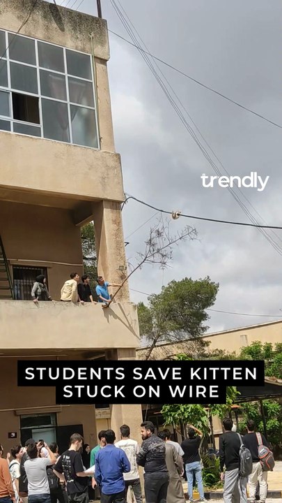 Students Swiftly Come to the Aid of a Kitten Hanging Above Ground