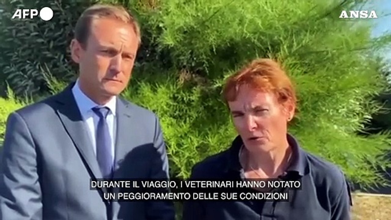 Morte beluga, la veterinaria: "Abbiamo proceduto alla sua eutanasia"