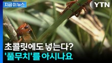 이걸 먹을 수 있다고?...'풀무치'를 아시나요 [지금이뉴스] / YTN