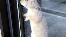 A Prairie Dog Looks Around And Jumps