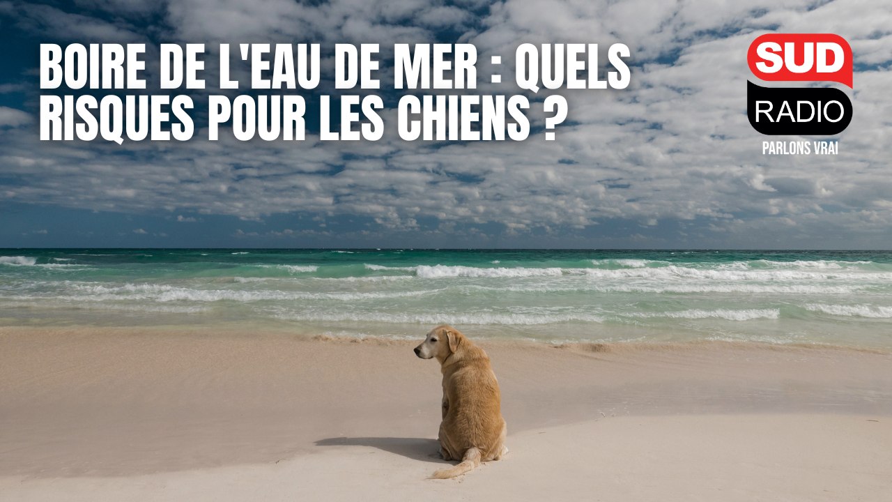 Boire de l'eau de mer : quels risques pour la santé des chiens ?
