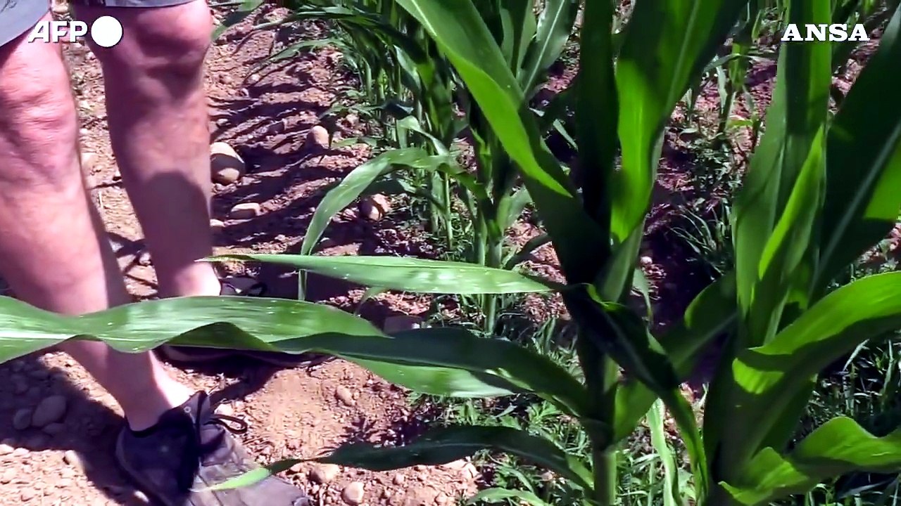 L'Ue semplifica le norme sugli aiuti di Stato in agricoltura