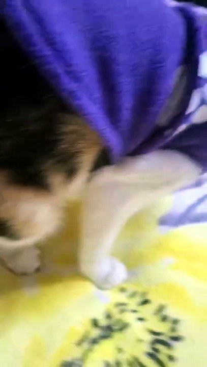 My BABY(cat) become mom
