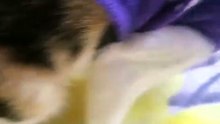 My BABY(cat) become mom