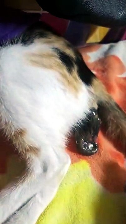 My baby become Mom (cat)