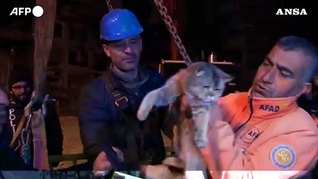 Terremoto in Turchia, due gatti riuniti ai loro padroni dopo il salvataggio