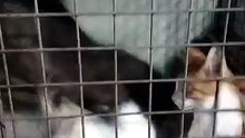 Stray cats adoption