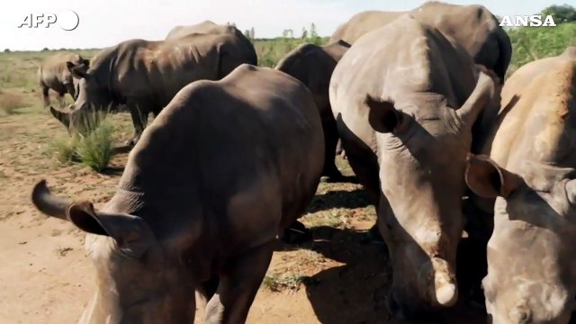Sudafrica, all'asta il piu' grande allevamento di rinoceronti del mondo