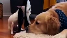 Dog Prank Gone Wrong 😂