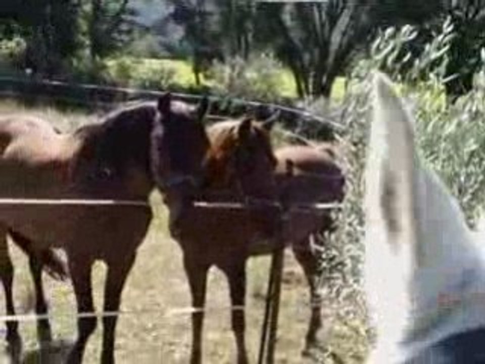 DANS LA PLAINE DES MAURES