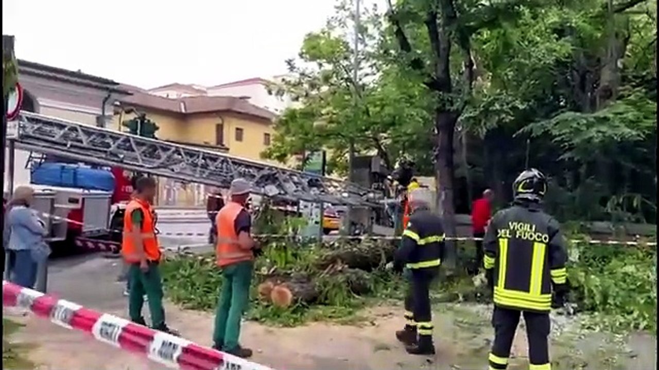 albero caduto paola a cannes regista dell'anno
