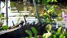 The Pantanal Brazils Wild Heart @ Wildest Latin America
