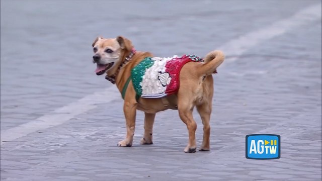 Briciola, la mascotte dei carabinieri a cavallo, sfila su via dei Fori Imperiali: è la sua ultima parata