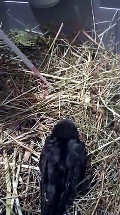 Vid-20230616-wa0034