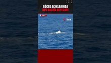 Fethiye açıklarında ispermeçet balinası görüntülendi