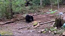 chase the bear
