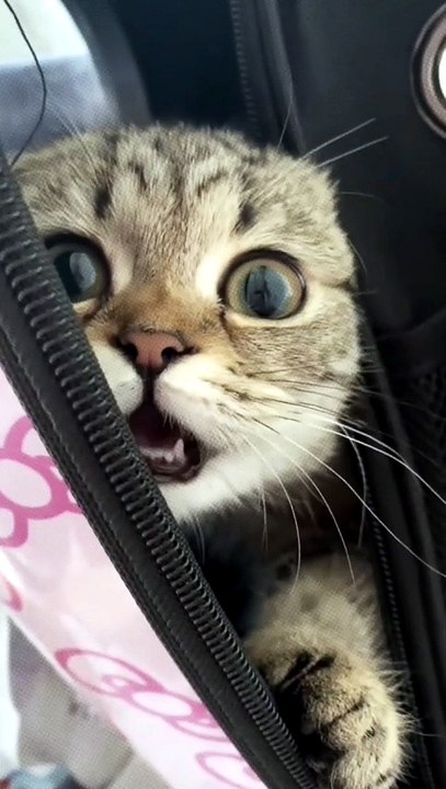 Tiny Kitten's Sweetest Moment ❤️🐾