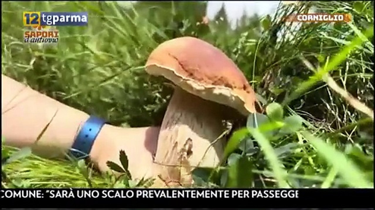Sapori