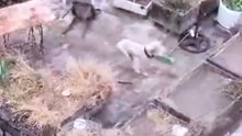 Agosto, el perrito que estaba en la casa de Barrelier