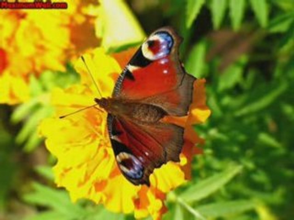 Les papillons un monde de couleurs