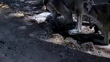Kangaroo diaries only in Australia