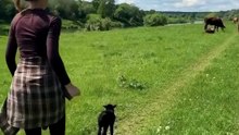 Un agneau retrouve sa mère après s’être perdu