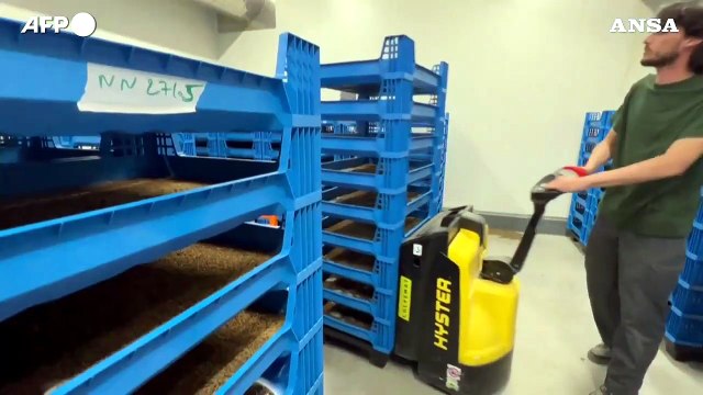 Proteine dagli scarti agricoli con l'allevamento della mosca soldato nera