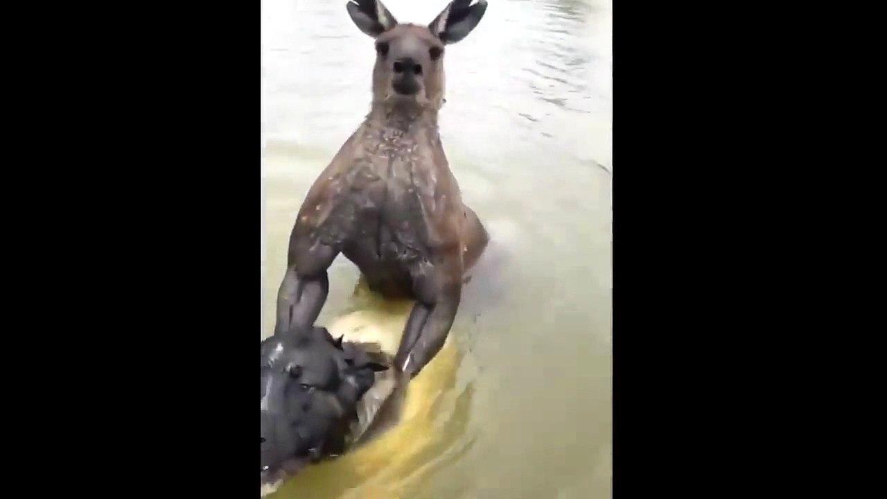 Un  uomo sfida e lotta con il canguro per salvare il suo cane - Video