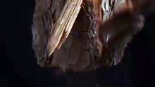 Tactile Precision: Peeling Lichen-Covered Bark